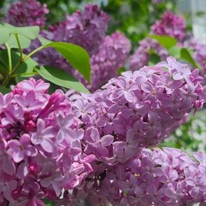 Meet your Posher, Elder Millennial